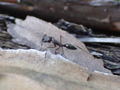 Odontomachus haematodus