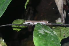 Cyrtodactylus pubisulcus