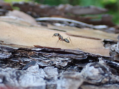 Odontomachus haematodus