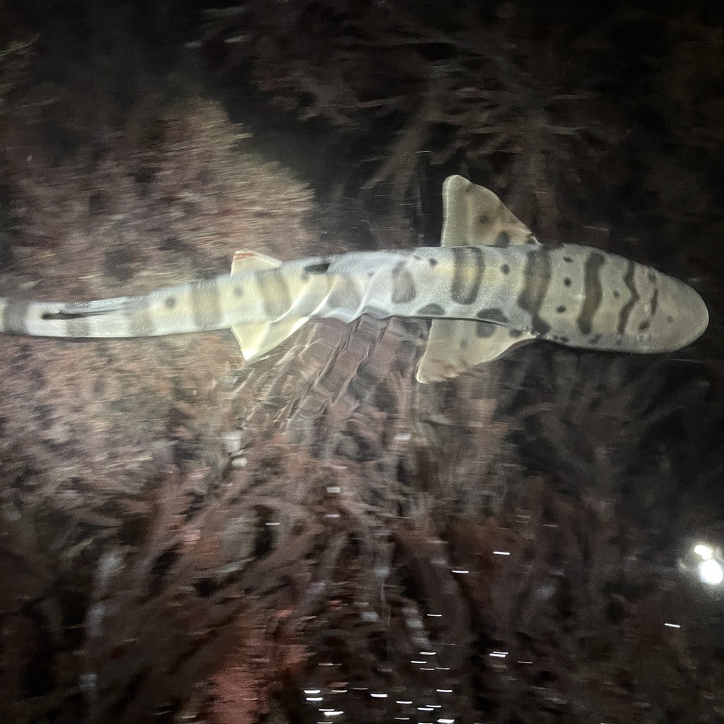 Leopard shark gliding over kelp-covered reef at night