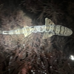 Triakis semifasciata