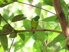 Chlorophonia cyanea