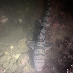 Triakis semifasciata