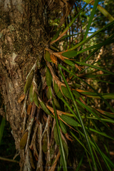 Maxillaria