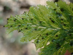 Abrodictyum elongatum