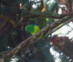 Chlorophonia cyanea