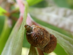 Spilonota constrictana