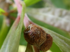 Spilonota constrictana