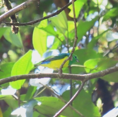 Chlorophonia cyanea