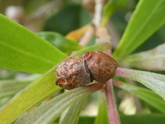 Spilonota constrictana