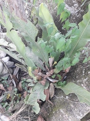 Niphidium crassifolium