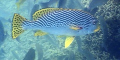 Plectorhinchus lineatus