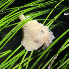 Diaulula sandiegensis