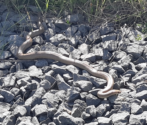 Eastern Brown Snake sighting
