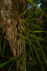 Maxillaria