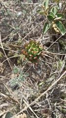Echeveria quitensis