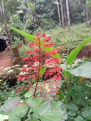 Clerodendrum paniculatum