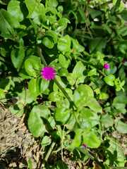 Mesembryanthemum cordifolium