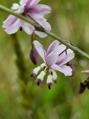 Arthropodium milleflorum