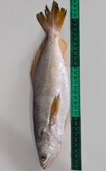Macrodon ancylodon