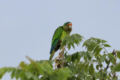 Eupsittula canicularis