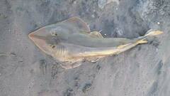 Pseudobatos planiceps