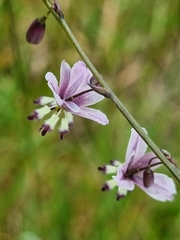 Arthropodium milleflorum
