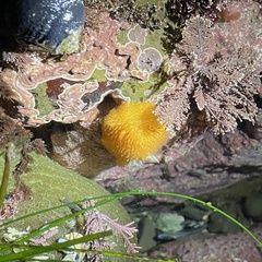 Acanthodoris lutea