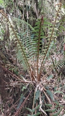 Dryopteridaceae
