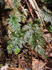 Abrodictyum elongatum