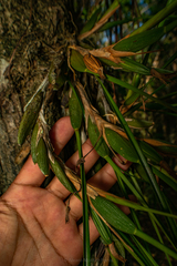 Maxillaria