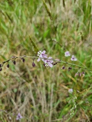 Arthropodium milleflorum