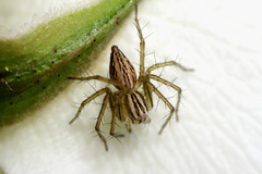 Oxyopes elegans