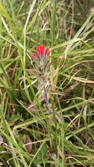 Castilleja arvensis arvensis