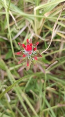 Castilleja arvensis arvensis