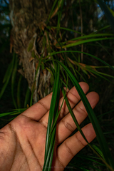 Maxillaria