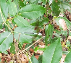 Diphlebia euphoeoides