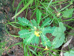 Biophytum sensitivum