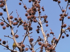 Spinus barbatus