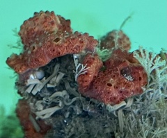 Botrylloides violaceus