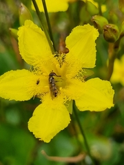 Ornduffia reniformis