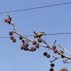 Spinus barbatus
