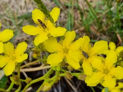 Ornduffia reniformis