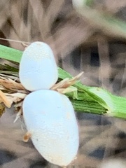 Taxodiomyia cupressi