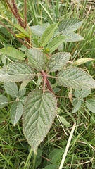 Rubus adenotrichos