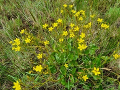 Ornduffia reniformis