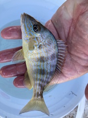 Orthopristis chrysoptera