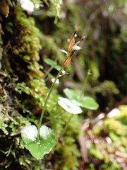 Acianthus sinclairii