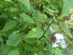 Urtica dioica