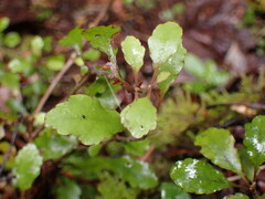 Alseuosmia banksii banksii